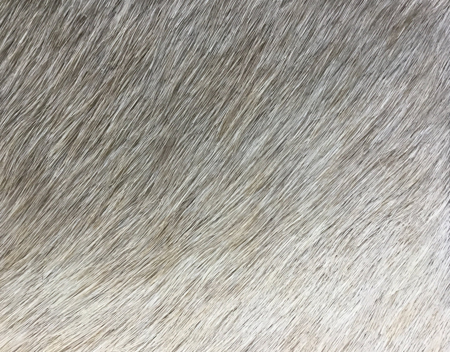 Light Champagne Premium Brazilian Hide, XL CH58N W