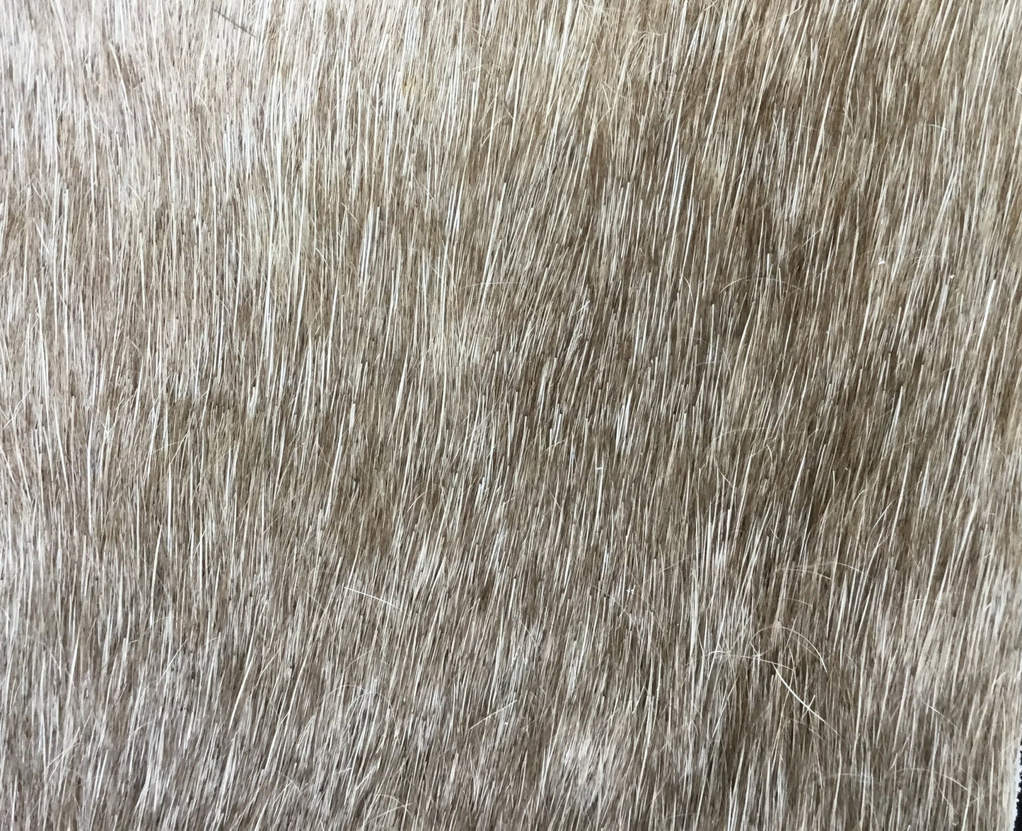 Dark Champagne Premium Brazilian Hide, XL CH59N W